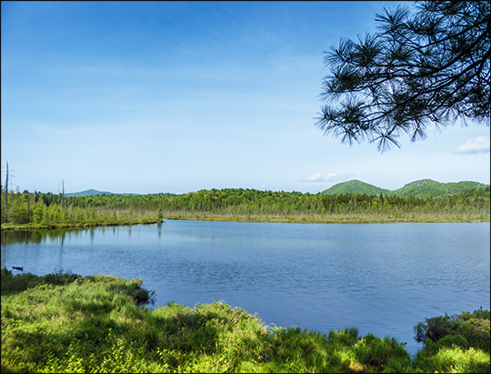 Adirondack Wetlands: Barnum Pond from the Boreal Life Trail overlook (1 June 2013)