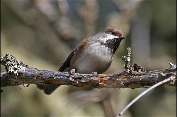 Birds of the Adirondacks: Boreal Chickadee.  Lake Clear, New York. Photo by Larry Master. www.masterimages.org