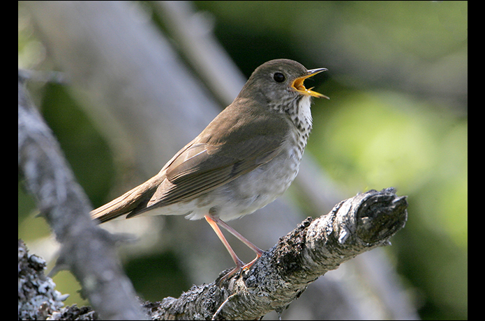 Birds of the Adirondacks: Bicknell's Thrush. Whiteface Mountain Toll Road, Wilmington, NY. Photo by Larry Master. www.masterimages.org