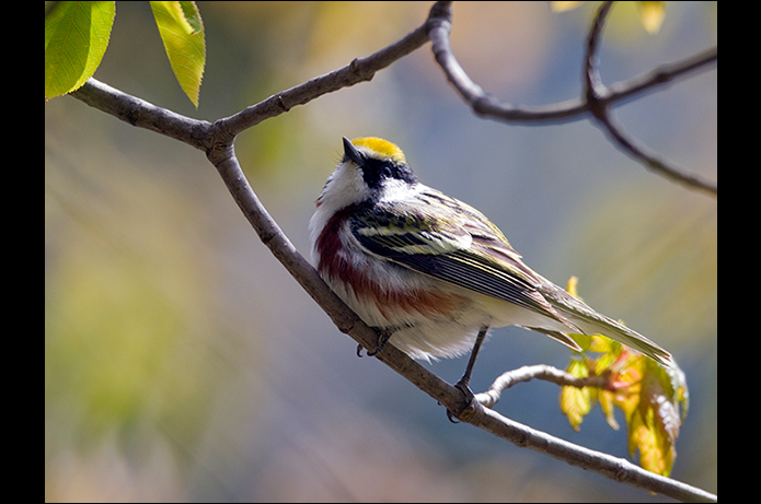 Birds of the Adirondacks: Chestnut-sided Warbler. Photo by Larry Master. www.masterimages.org