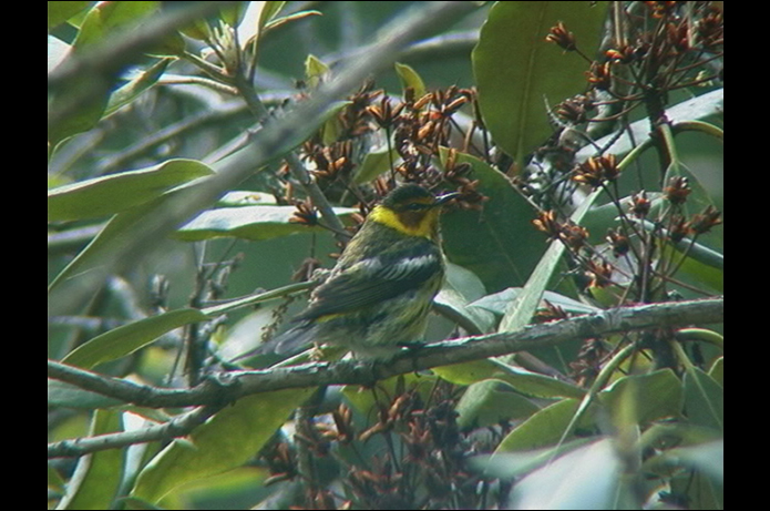 Birds of the Adirondacks: Cape May Warbler. Photo by Larry Master. www.masterimages.org