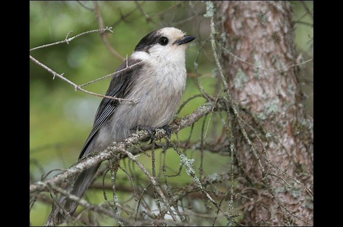 Birds of the Adirondacks: Gray Jay. Bloomingdale, NY. Photo by Larry Master. www.masterimages.org