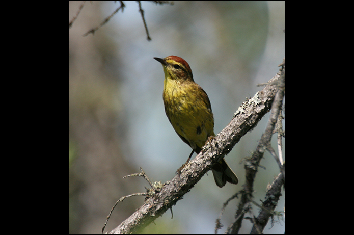 Birds of the Adirondacks: Palm Warbler. Paul Smiths, NY. Photo by Larry Master. www.masterimages.org