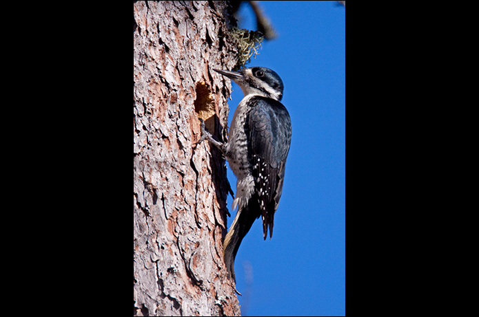 Birds of the Adirondacks: Black-backed Woodpecker. Bloomingdale, NY.  Photo by Larry Master. www.masterimages.org