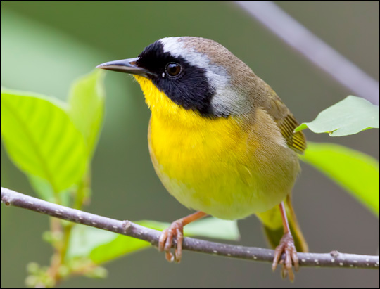 Birds of the Adirondacks: Common Yellowthroat. Photo by Larry Master. www.masterimages.org