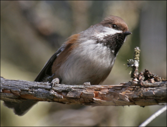 Birds of the Adirondacks: Boreal Chickadee. Photo by Larry Master. www.masterimages.org