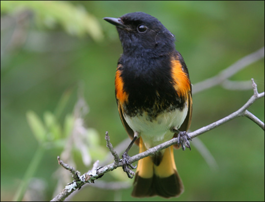 Birds of the Adirondacks: American Redstart. Photo by Larry Master. www.masterimages.org