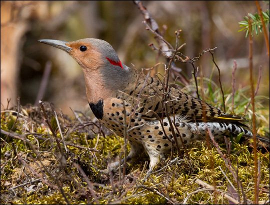 Birds of the Adirondacks: Northern Flicker. Photo by Larry Master. www.masterimages.org