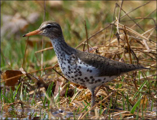 Birds of the Adirondacks: Spotted Sandpiper.  Photo by Larry Master. www.masterimages.org