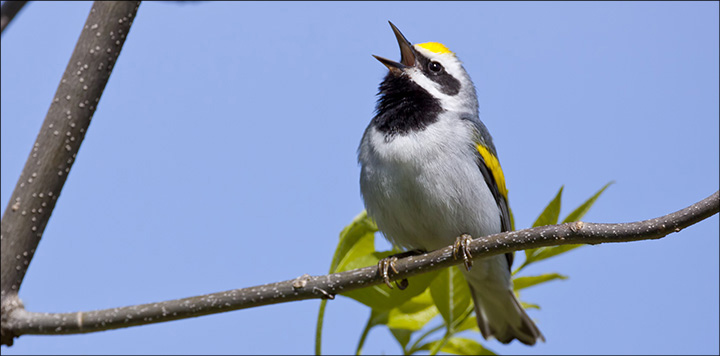 Birds of the Adirondacks: Golden-winged Warbler. Photo by Larry Master. www.masterimages.org