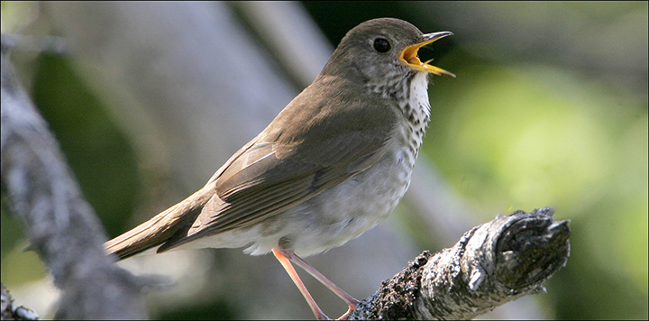 Boreal Birds of the Adirondacks: Bicknell's Thrush. Photo by Larry Master. www.masterimages.org