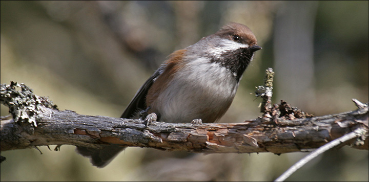 Boreal Birds of the Adirondacks: Boreal Chickadee. Photo by Larry Master. www.masterimages.org