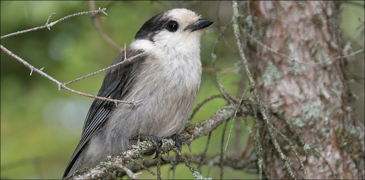 Boreal Birds of the Adirondacks: Gray Jay. Photo by Larry Master. www.masterimages.org