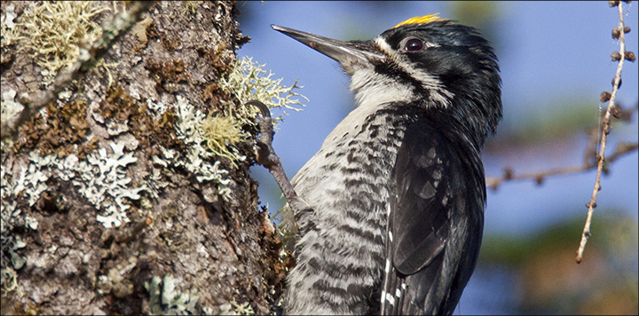 Boreal Birds of the Adirondacks: Black-backed Woodpecker. Photo by Larry Master. www.masterimages.org