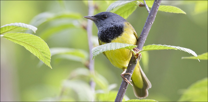 Boreal Birds of the Adirondacks: Mourning Warbler. Photo by Larry Master. www.masterimages.org