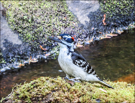 Birds of the Adirondacks:  Hairy Woodpecker near Barnum Brook at the Paul Smiths VIC (6 June 2015)