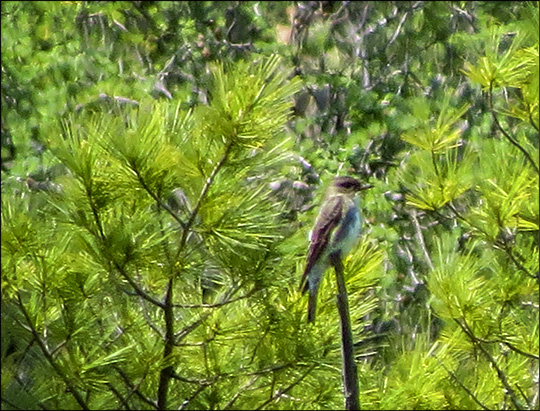 Birds of the Adirondacks: Olive-sided Flycatcher on the Loggers Loop Trail at the Paul Smiths VIC (6 June 2015)