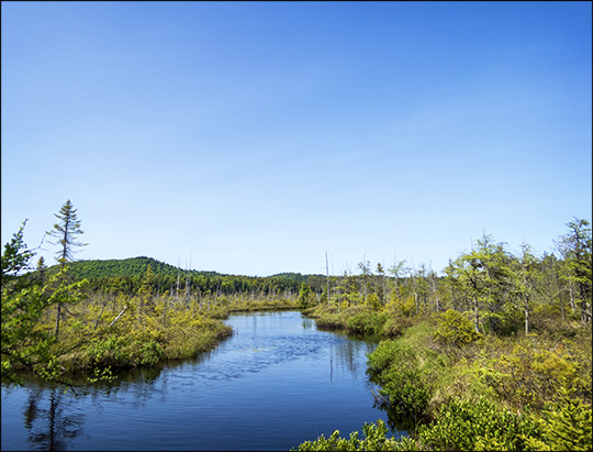 Adirondack Wetlands:  Barnum Bog at the Paul Smiths VIC (6 June 2015)