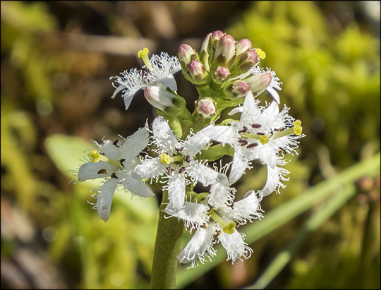 Adirondack Wildflowers: Buckbean on Barnum Bog at the Paul Smiths VIC (6 June 2015)