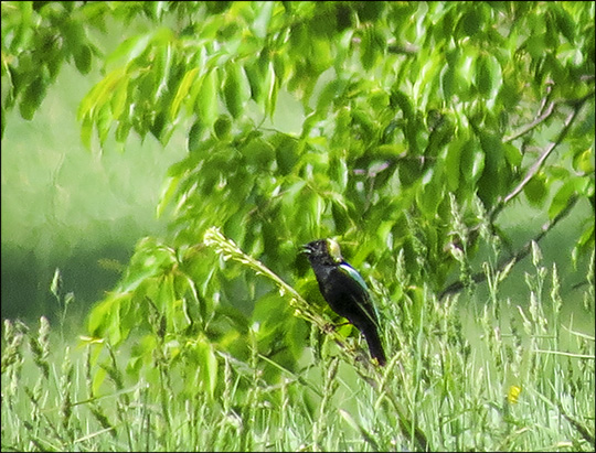 Birds of the Adirondacks:  Bobolink at Heaven Hill Farm (7 June 2015)