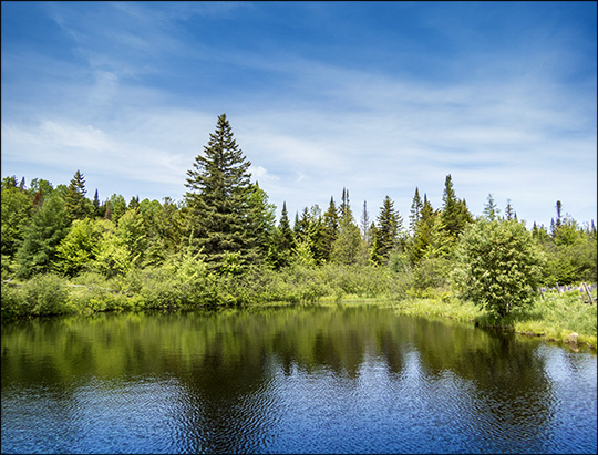 Great Adirondack Birding Celebration 2015: John Brown Farm Pond (7 June 2015)