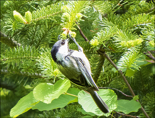 Birds of the Adirondacks: Black-capped Chickadee at John Brown Farm (7 June 2015)