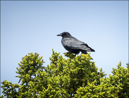 Birds of the Adirondacks: Common Raven at John Brown Farm (7 June 2015)