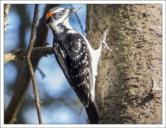 Birds of the Adirondack Mountains:  Hairy Woodpecker on the Barnum Brook Trail at the Paul Smiths VIC