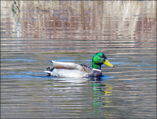 Birds of the Adirondacks:  Male Mallard on Heron Marsh (28 April 2013)