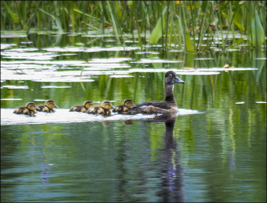 Birds of the Adirondacks:  Ring-necked Duck family on Heron Marsh (20 July 2013)