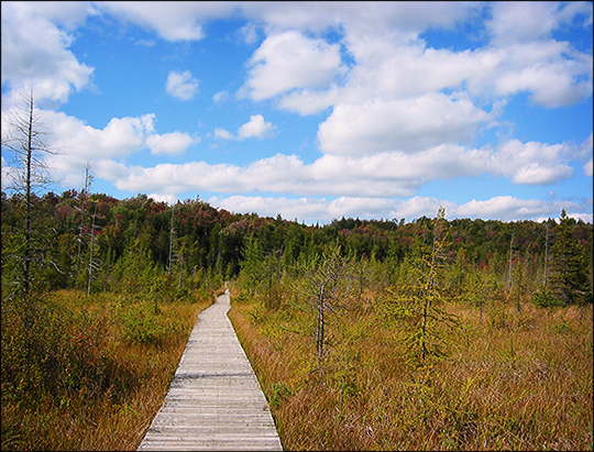 Adirondack Wetlands:  Heron Marsh boardwalk (19 September 2004)