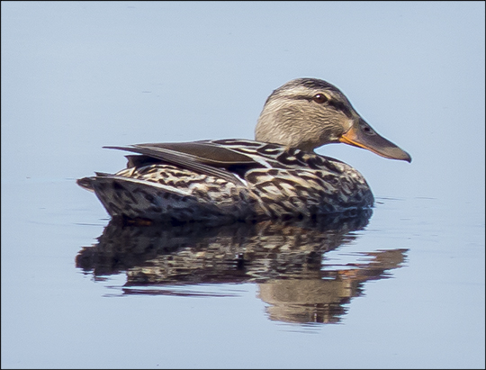 Birds of the Adirondacks:  Female Mallard on Heron Marsh (8 May 2013)