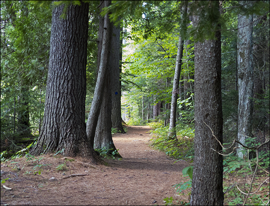 Adirondack Habitats: Mixed forest on the Jenkins Mountain Trail (12 August 2013)