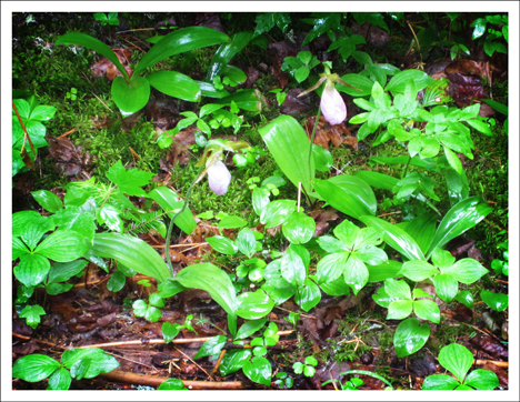 Adirondack Wildflowers: Pink Lady's Slipper blooming on 11 June 2010 on the Boreal Life Trail at the Paul Smiths VIC