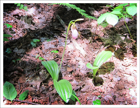 Adirondack Wildflowers: Pink Lady Slipper blooming at the Paul Smiths VIC (3 June 2011)