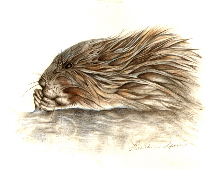 Lee Ann Sporn: Muskrat. Colored Pencil Drawing.