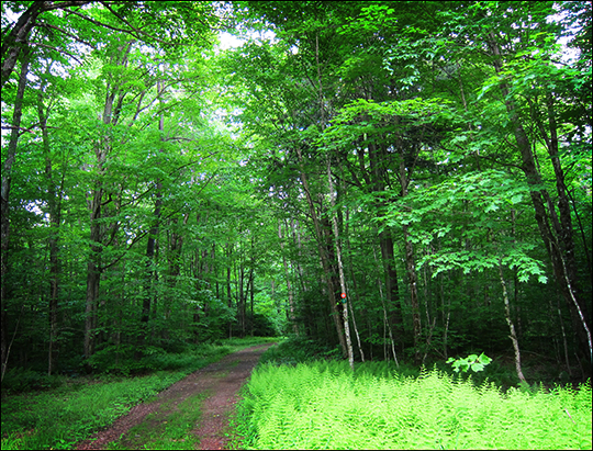 Adirondack Habitats: Deciduous forest along Logger's Loop (7 June 2012)