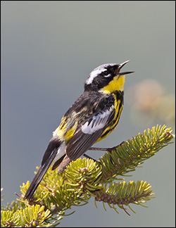 Boreal Birds of the Adirondacks:  Magnolia Warbler on Whiteface Mountain. Photo by Larry Master. www.masterimages.org.  Used by permission.