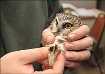 Northern Saw-whet Owl Banding Program
