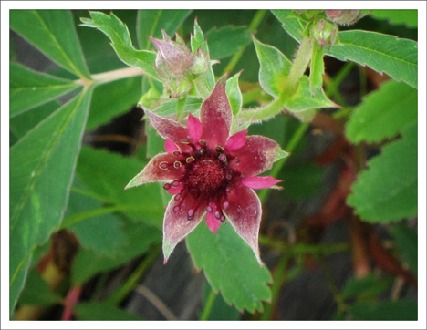 Adirondack Wildflowers:  Marsh Cinquefoil blooming in Barnum Bog (23  June 2012)