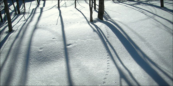 Mice and vole tracks at the Paul Smiths VIC.  Photo courtesy of B. McAllister.  Used by permission.