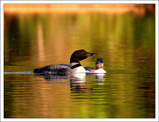 Loon and chick. Photo by Nina Schoch. www.briloon.org/adkloon Used by permission.