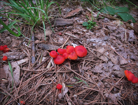 Mushrooms of the Adirondacks:  Hygrophorus sp on the Heron Marsh Trail at the Paul Smiths VIC (8 August 2012)