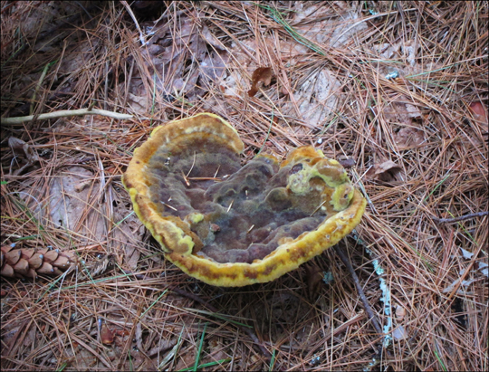 Mushrooms of the Adirondacks:  Phaeolus schweinitzii on the Silviculture Trail at the Paul Smiths VIC (8 August 2012)