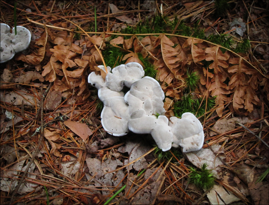 Mushrooms of the Adirondacks:  Phellodon alboniger on the Heron Marsh Trail at the Paul Smiths VIC (8 August 2012)