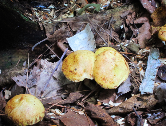 Mushrooms of the Adirondacks:  Suillus americanus on the Heron Marsh Trail at the Paul Smiths VIC (8 August 2012)