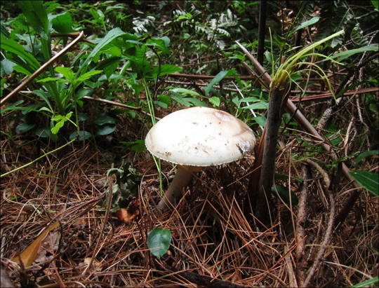 Mushrooms of the Adirondacks:   Amanita brunnescens on the Heron Marsh Trail at the Paul Smiths VIC (8 August 2012)