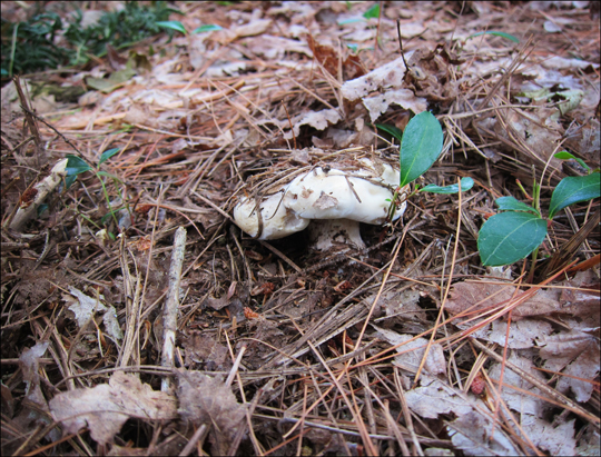 Mushrooms of the Adirondacks:  Bankera fuligineo-alba on the Heron Marsh Trail at the Paul Smiths VIC (8 August 2012)