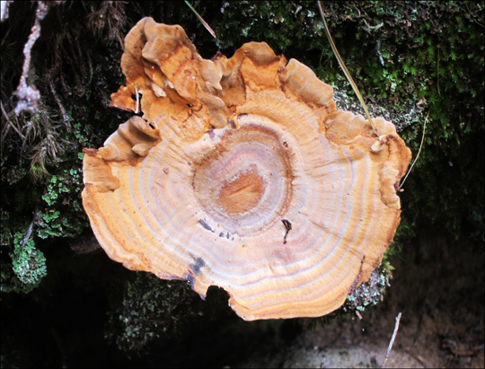 Mushrooms of the Adirondacks:  Coltricia perennis on the Heron Marsh Trail at the Paul Smiths VIC (8 August 2012)