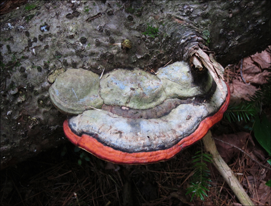 Mushrooms of the Adirondacks:  Formitopsis pinicola on the Heron Marsh Trail at the Paul Smiths VIC (8 August 2012)